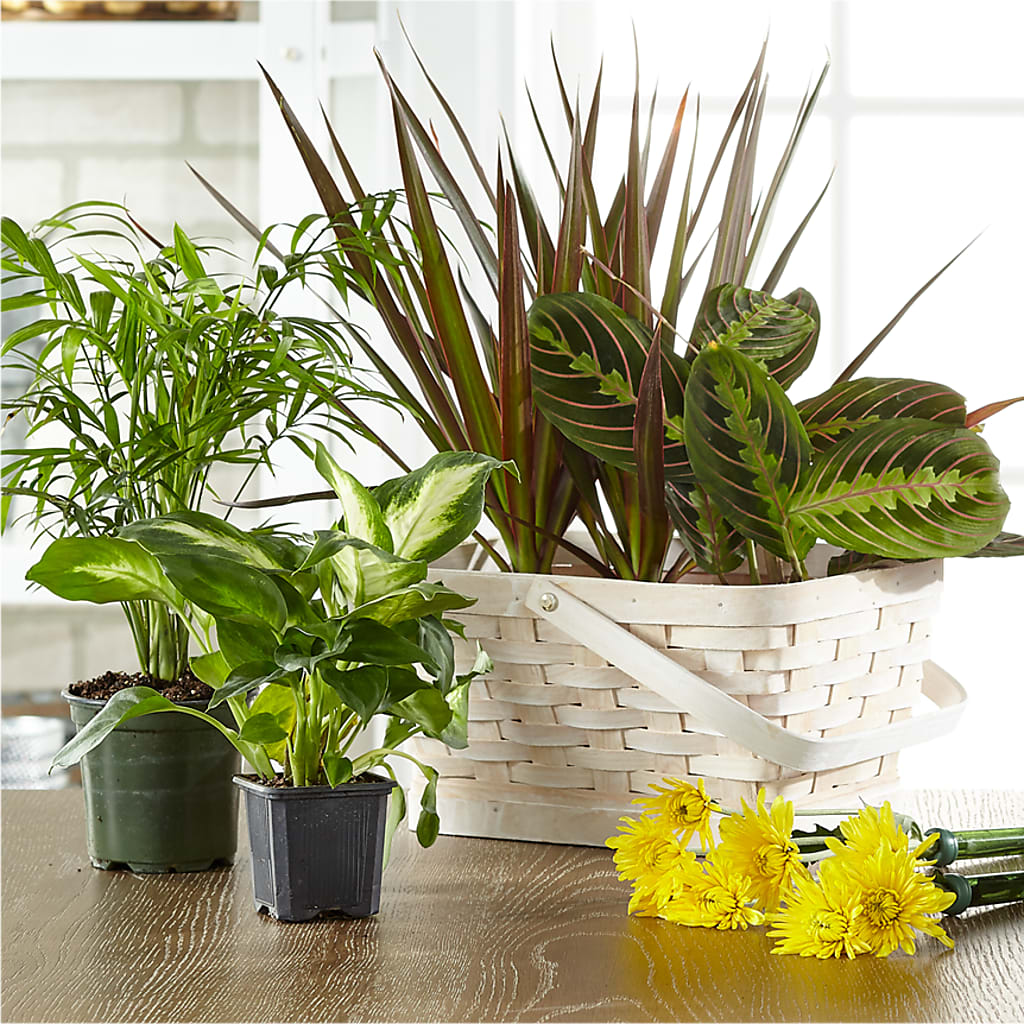 Florist Designed Blooming and Green Plants in a Basket – COUNTRY PEDDLER FLORAL & GIFT, Savanna IL