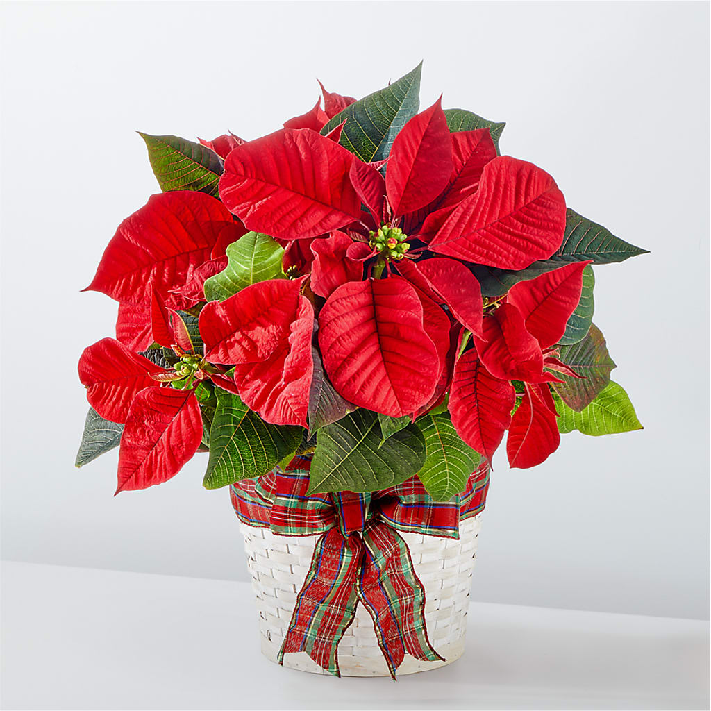 Happiest Holidays Poinsettia – COUNTRY PEDDLER FLORAL & GIFT, Savanna IL