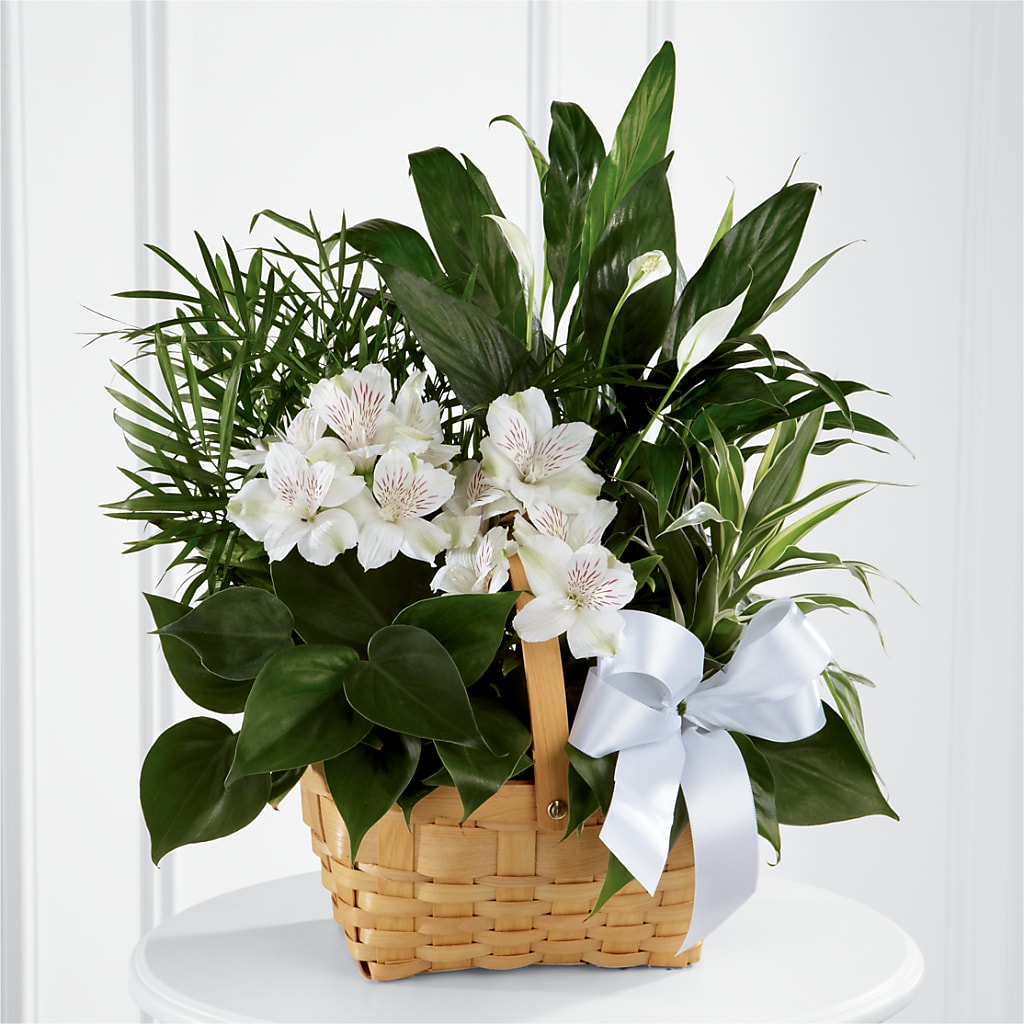 Peace & Serenity Dishgarden – COUNTRY PEDDLER FLORAL & GIFT, Savanna IL