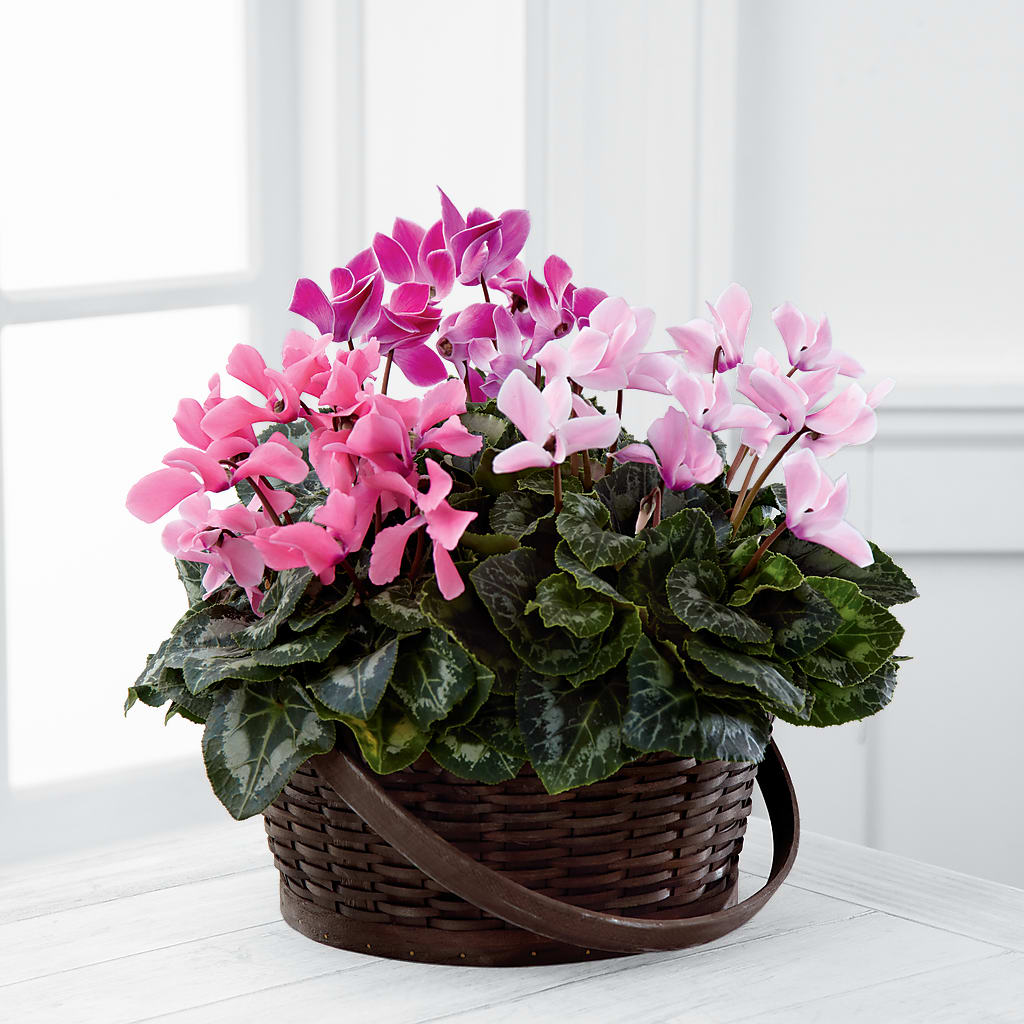Mixed Cyclamen Planter – COUNTRY PEDDLER FLORAL & GIFT, Savanna IL