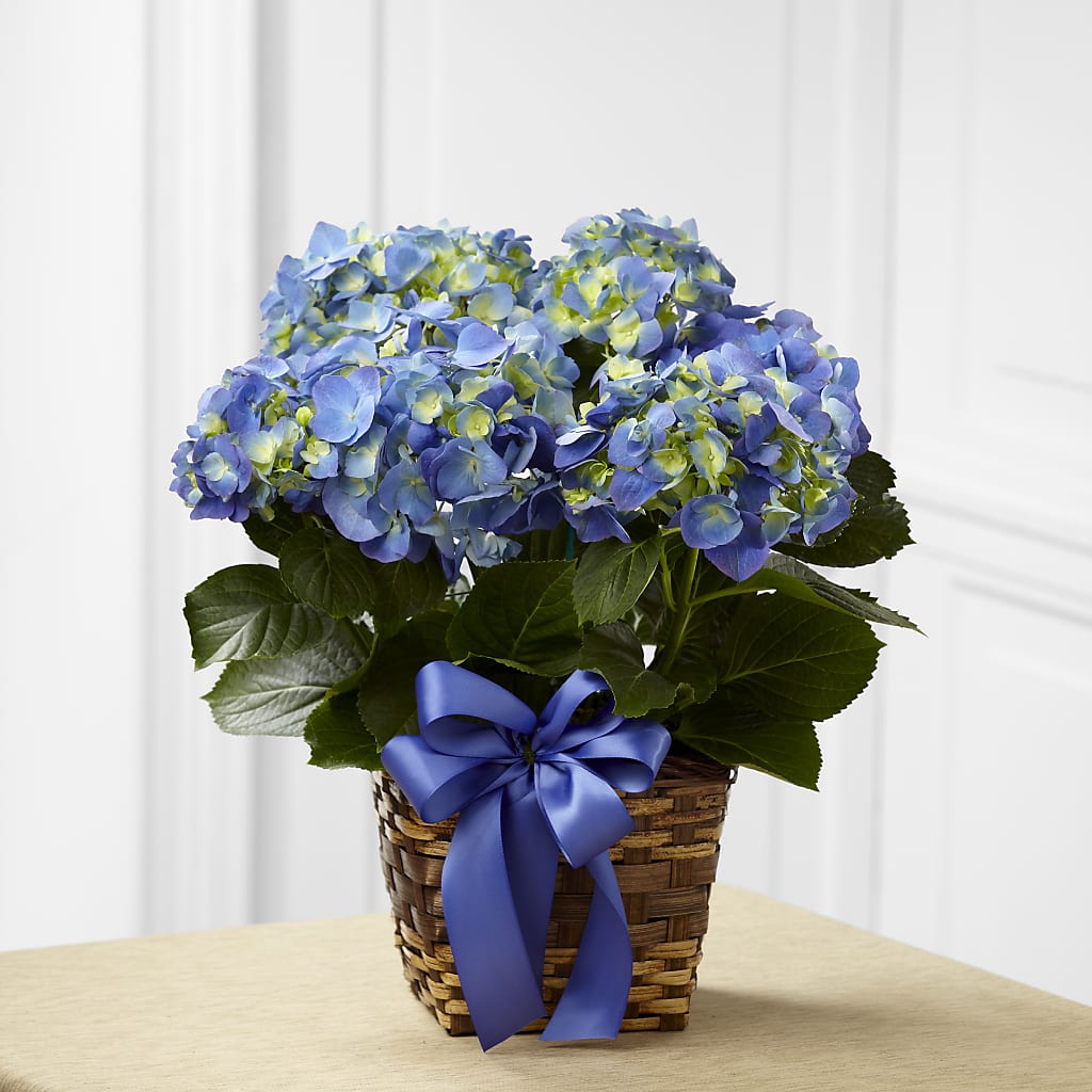 Blue Hydrangea Planter – COUNTRY PEDDLER FLORAL & GIFT, Savanna IL
