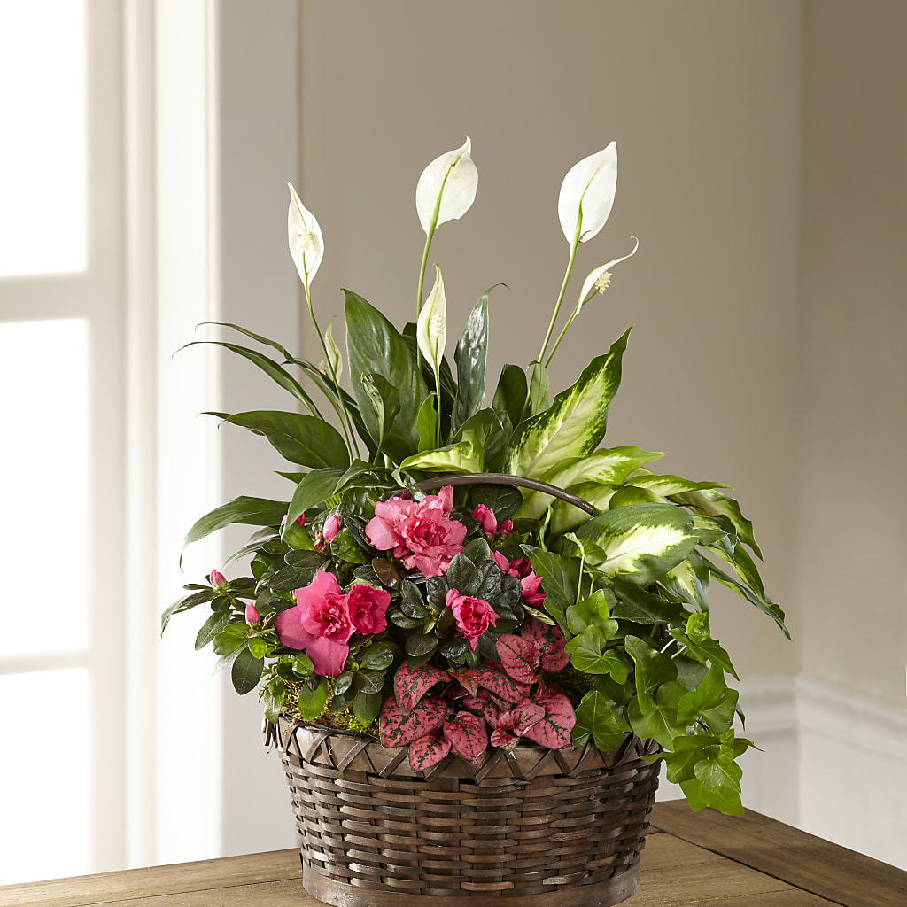 Dream in Pink Dishgarden – COUNTRY PEDDLER FLORAL & GIFT, Savanna IL