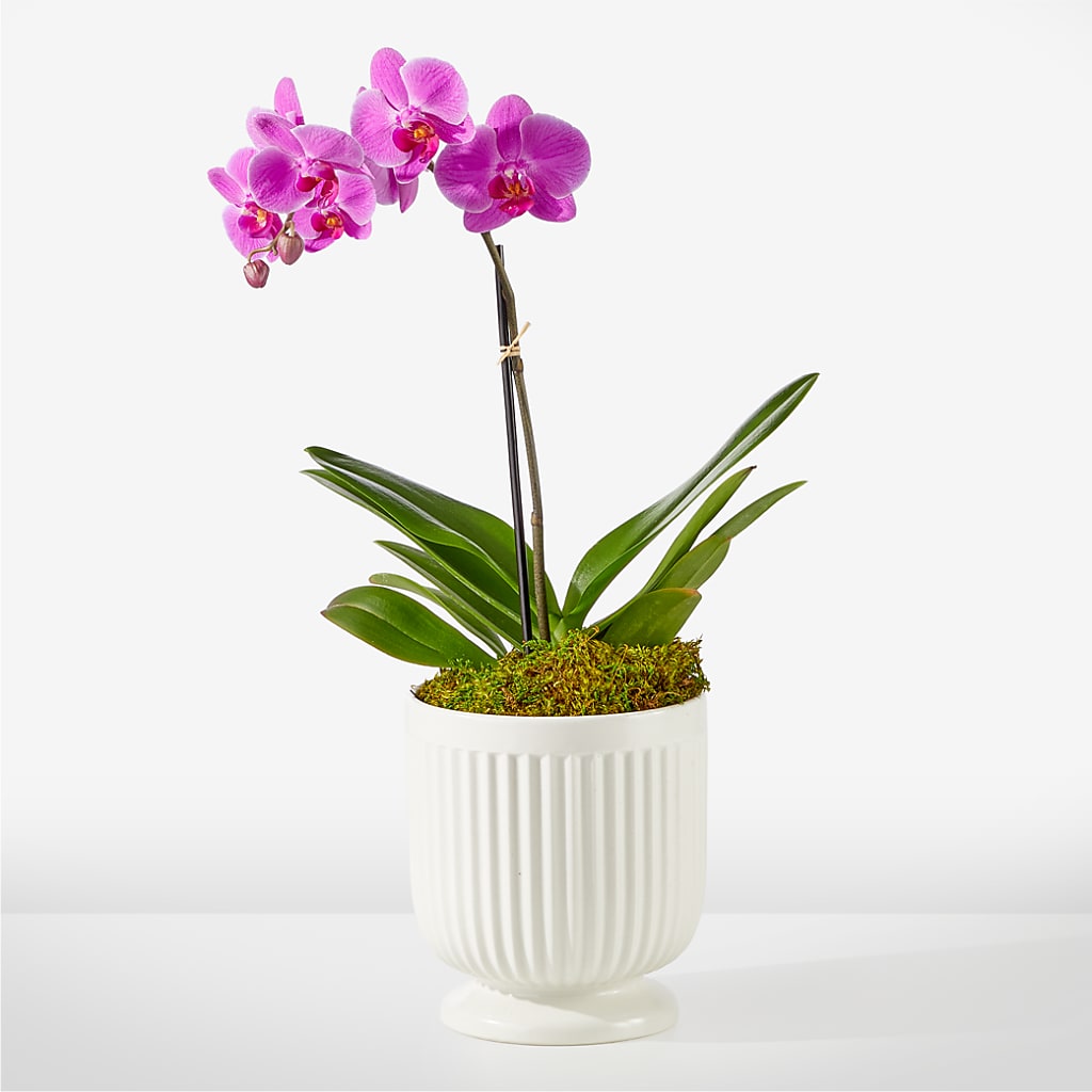 Friendly Fuchsia Orchid – COUNTRY PEDDLER FLORAL & GIFT, Savanna IL