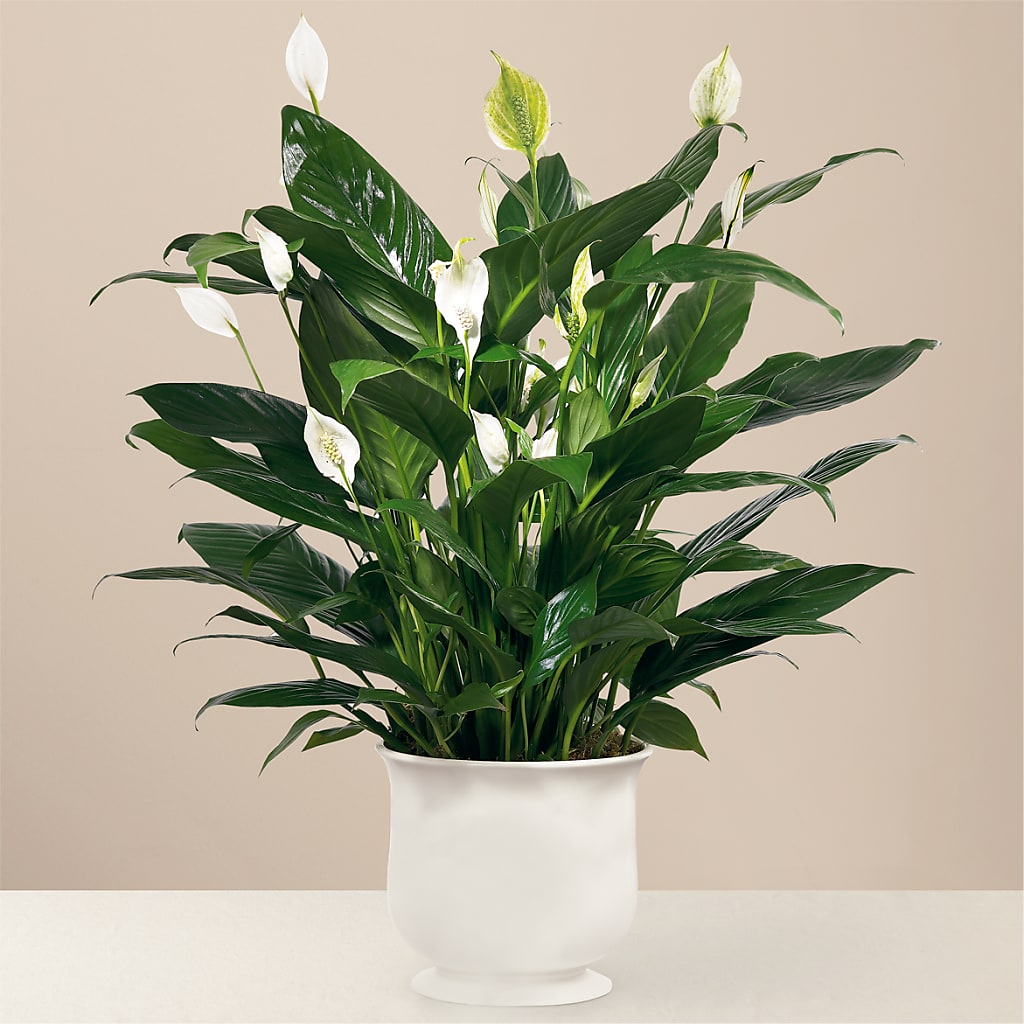 Comfort Planter – COUNTRY PEDDLER FLORAL & GIFT, Savanna IL