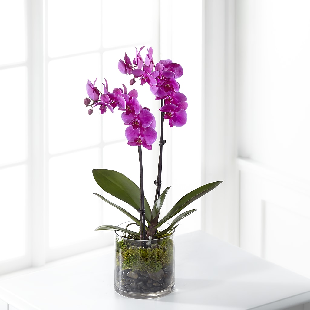 Pink Orchid Plant – COUNTRY PEDDLER FLORAL & GIFT, Savanna IL