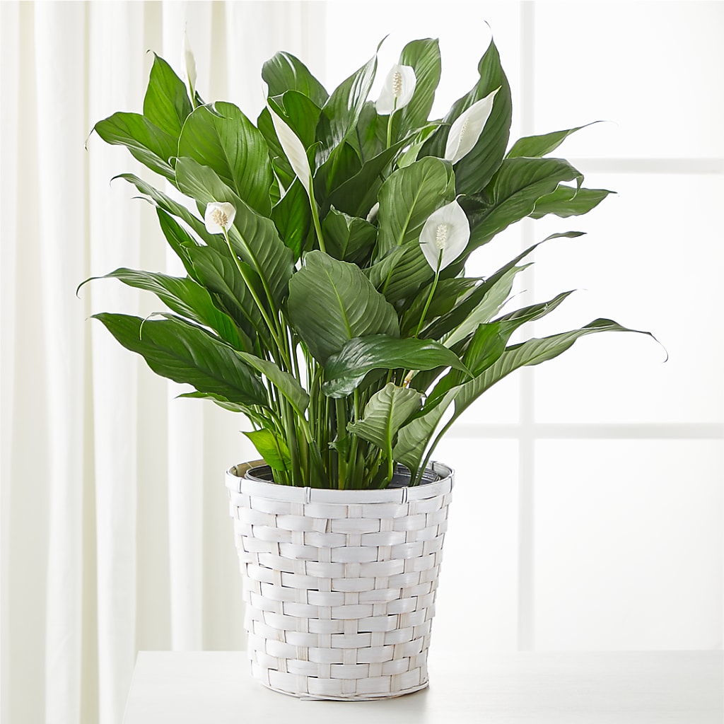 A New Leaf Peace Lily – COUNTRY PEDDLER FLORAL & GIFT, Savanna IL