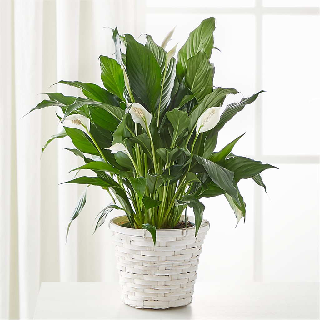 A New Leaf Peace Lily – COUNTRY PEDDLER FLORAL & GIFT, Savanna IL