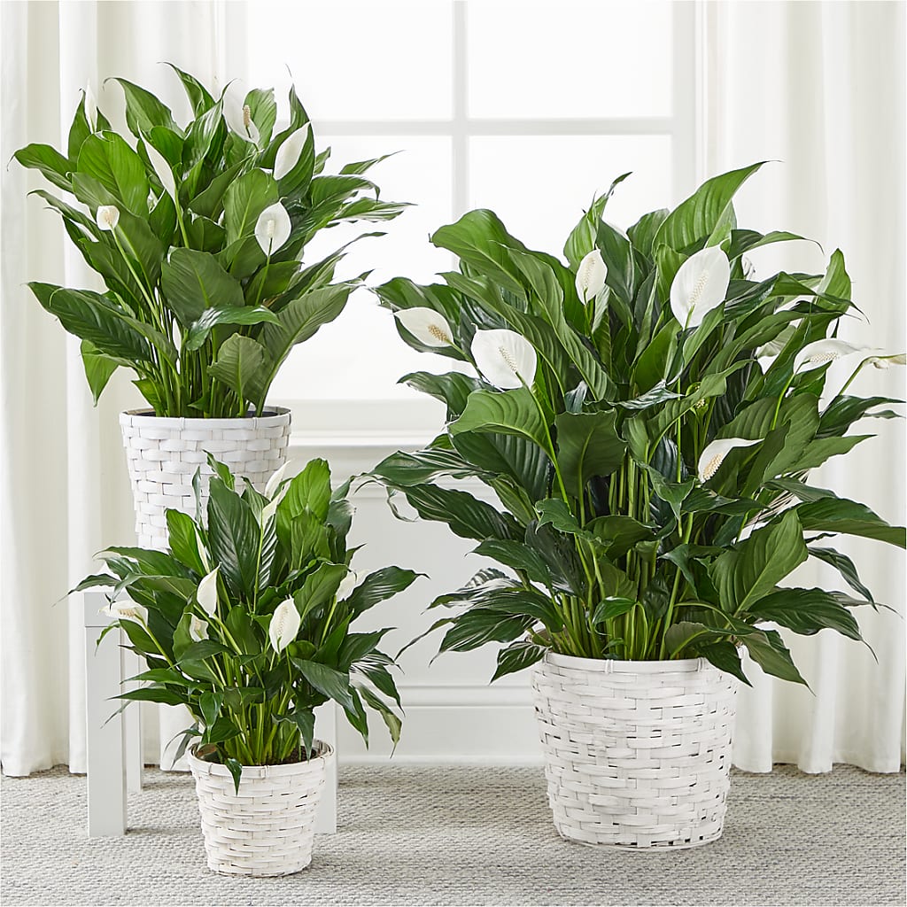 A New Leaf Peace Lily – COUNTRY PEDDLER FLORAL & GIFT, Savanna IL