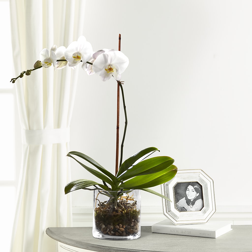 White Orchid Planter – COUNTRY PEDDLER FLORAL & GIFT, Savanna IL