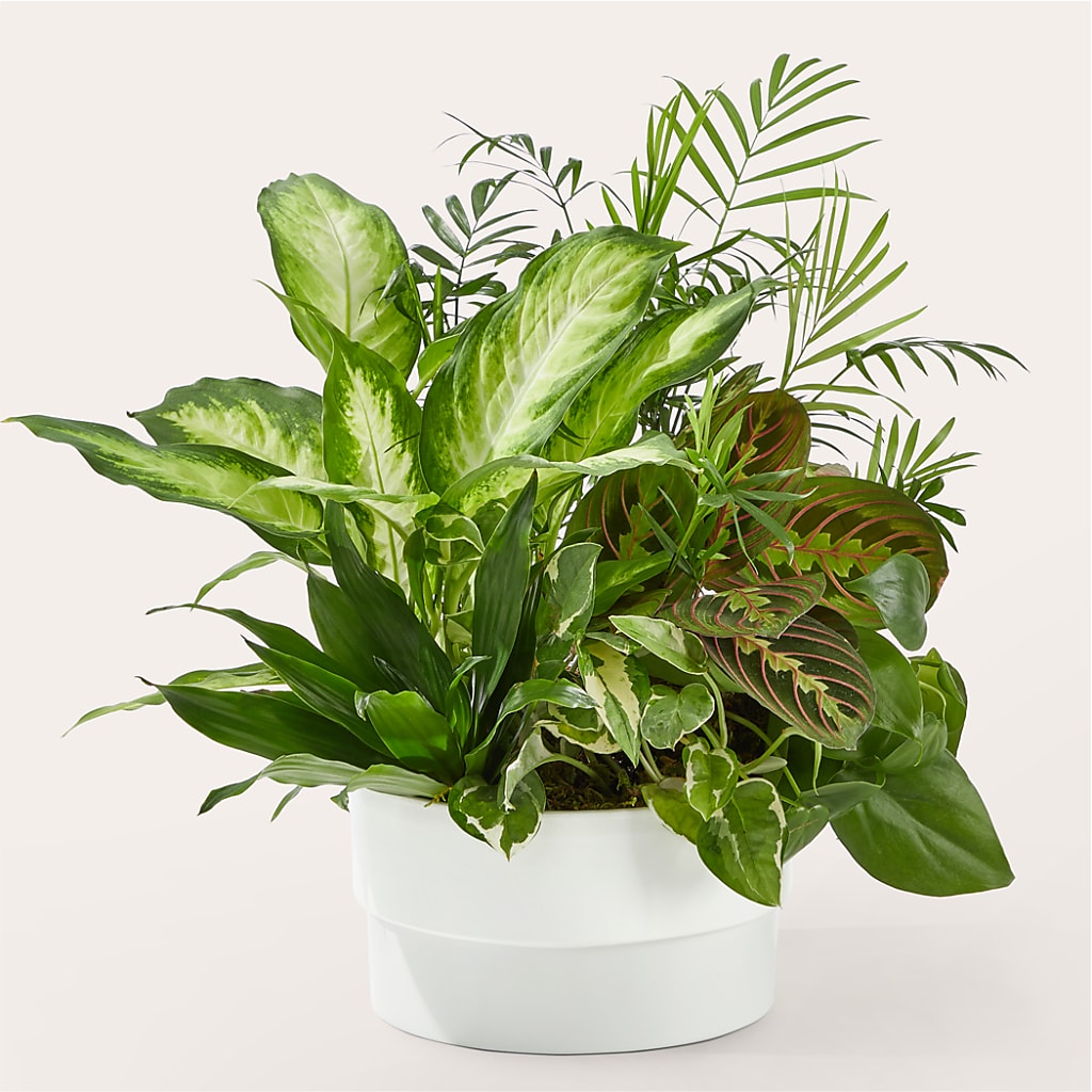 Radiating Positivity Dishgarden – COUNTRY PEDDLER FLORAL & GIFT, Savanna IL