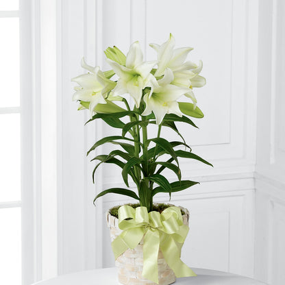 Easter Lily Plant – COUNTRY PEDDLER FLORAL & GIFT, Savanna IL