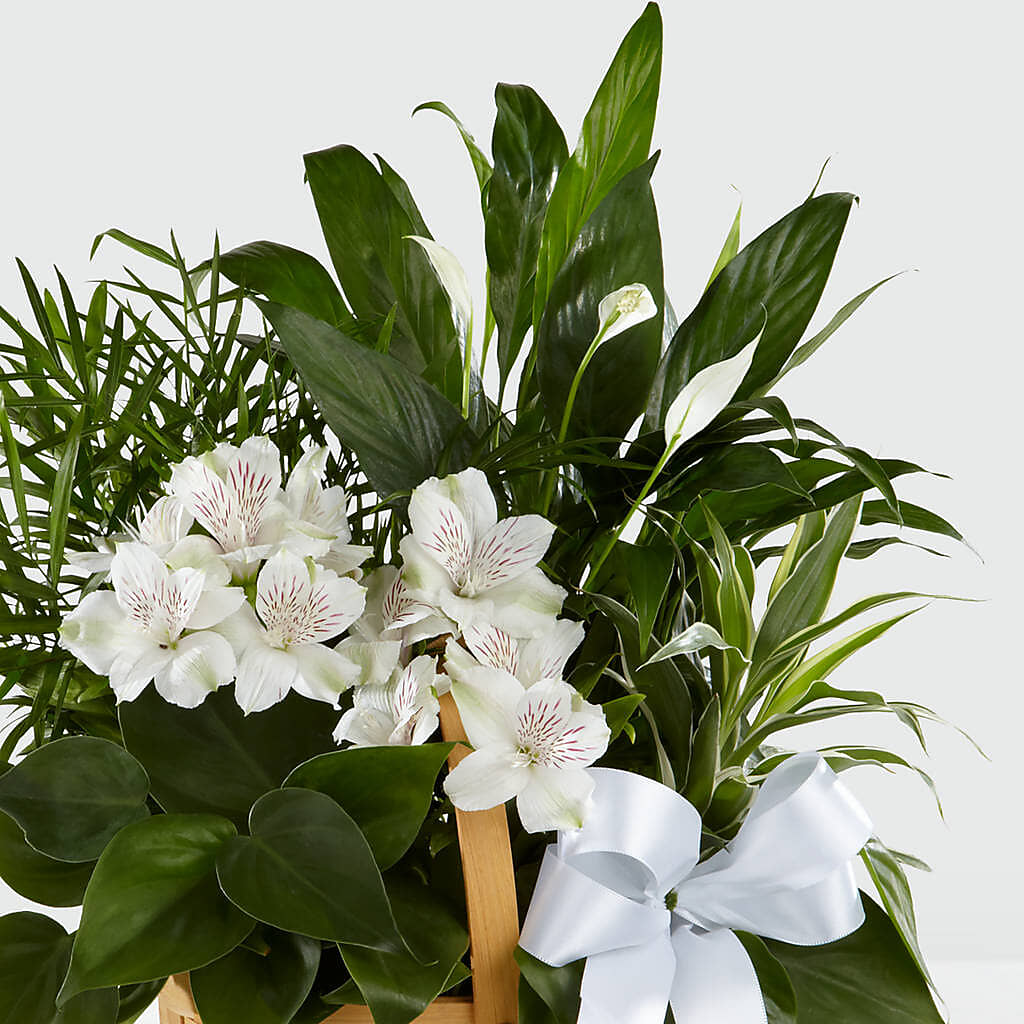 Peace & Serenity Dishgarden – COUNTRY PEDDLER FLORAL & GIFT, Savanna IL