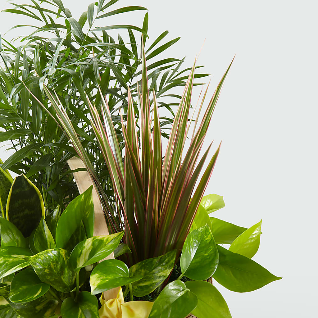 French Garden – COUNTRY PEDDLER FLORAL & GIFT, Savanna IL