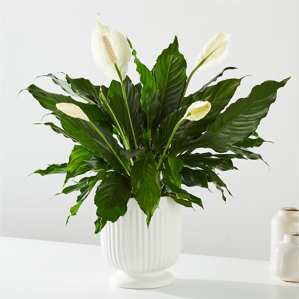Comfort Planter – COUNTRY PEDDLER FLORAL & GIFT, Savanna IL
