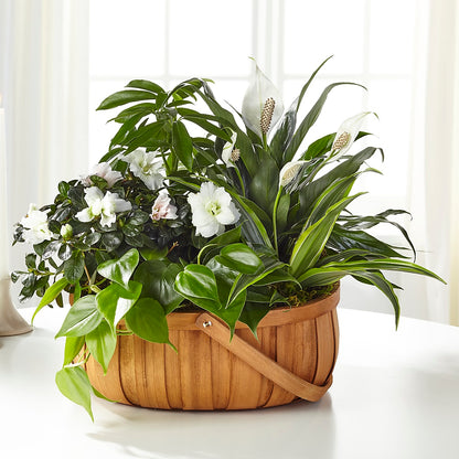 Serene Dishgarden – COUNTRY PEDDLER FLORAL & GIFT, Savanna IL