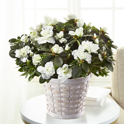 White Azalea Plant – COUNTRY PEDDLER FLORAL & GIFT, Savanna IL