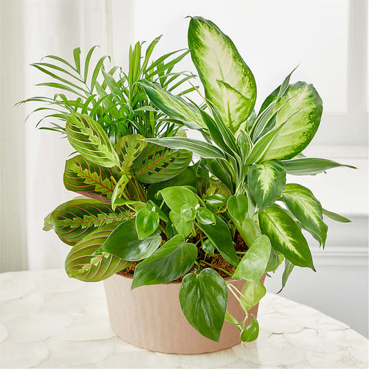 Balance & Harmony Dishgarden – COUNTRY PEDDLER FLORAL & GIFT, Savanna IL