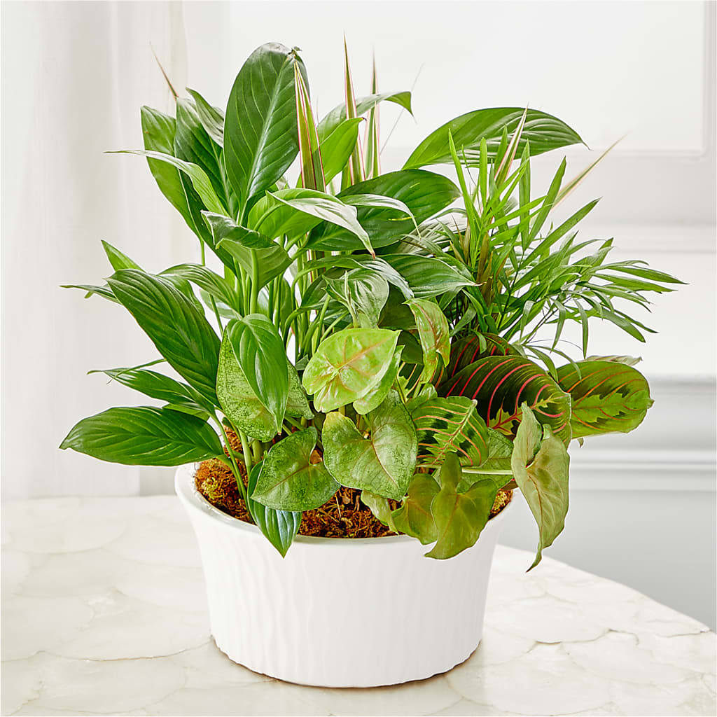 Balance & Harmony Dishgarden – COUNTRY PEDDLER FLORAL & GIFT, Savanna IL
