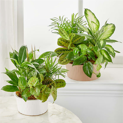 Balance & Harmony Dishgarden – COUNTRY PEDDLER FLORAL & GIFT, Savanna IL