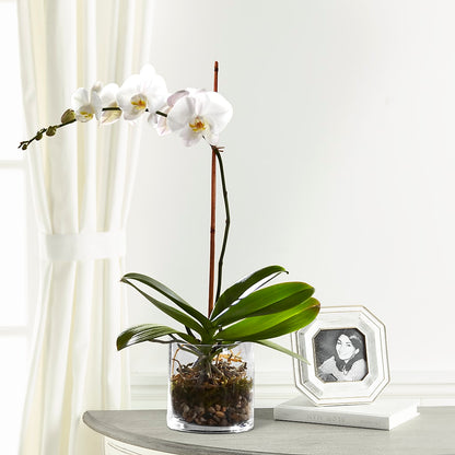 White Orchid Planter – COUNTRY PEDDLER FLORAL & GIFT, Savanna IL