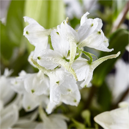 Classic Ivory – A Florist Original – COUNTRY PEDDLER FLORAL & GIFT, Savanna IL